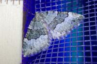 Colostygia aptata