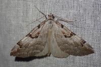 Aplocera praeformata