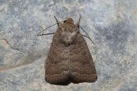Hoplodrina blanda