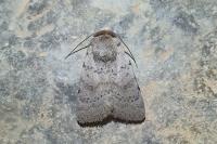 Hoplodrina respersa