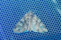 Pachetra sagittigera