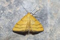 Idaea aureolaria