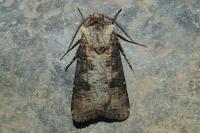 Agrotis clavis clavis