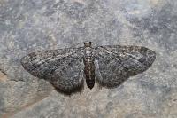 Eupithecia lariciata
