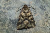 Conisania luteago olbiena
