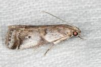 Acrobasis glaucella/fallouella