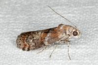 Phycita roborella