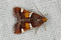 Pyralis regalis