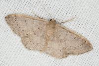 Idaea eugeniata