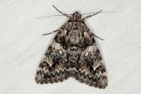 Catocala promissa