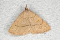 Paracolax tristalis