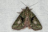 Cryphia algae/pallida/ochsi