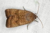 Noctua interjecta