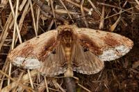 Ptilodon cucullina