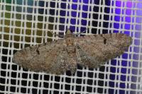Eupithecia pimpinellata