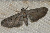 Eupithecia pimpinellata