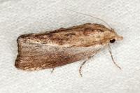Galleria mellonella
