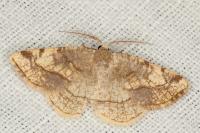 Stegania trimaculata