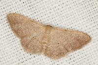 Idaea obsoletaria