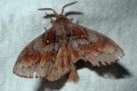 Dendrolimus pini pini