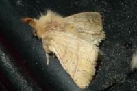 Malacosoma neustria