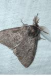 Lymantria dispar