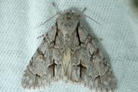 Acronicta psi/tridens