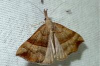 Hypena proboscidalis