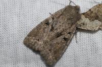 Fissipunctia ypsillon