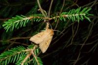 Mythimna conigera