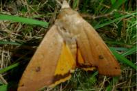 Noctua pronuba