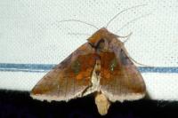 Autographa bractea