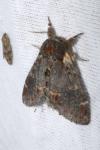 Notodonta dromedarius