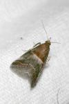 Acrobasis marmorea