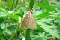 Udea lutealis