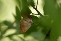 Camptogramma bilineata