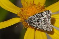 Orenaia alpestralis canigouensis