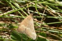 Pyrausta aerealis