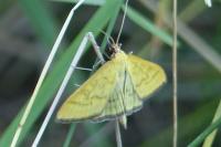 Mecyna flavalis
