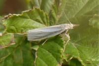 Crambus perlellus