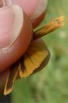 Indalia lutarella
