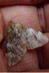 Dysstroma citrata