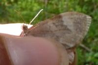 Dysstroma citrata