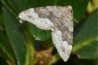 Colostygia aptata