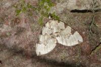 Colostygia pectinataria