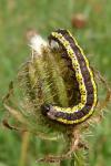 Cucullia lucifuga