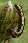 Cucullia lucifuga