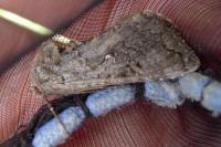 Syngrapha interrogationis pyrenaica