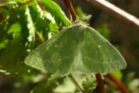 Thetidia smaragdaria