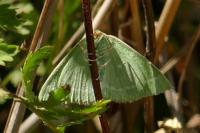 Thetidia smaragdaria